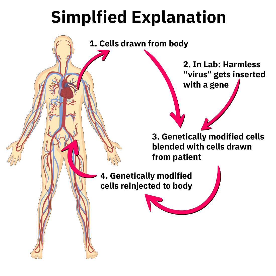 Simplified Explanation of Cells