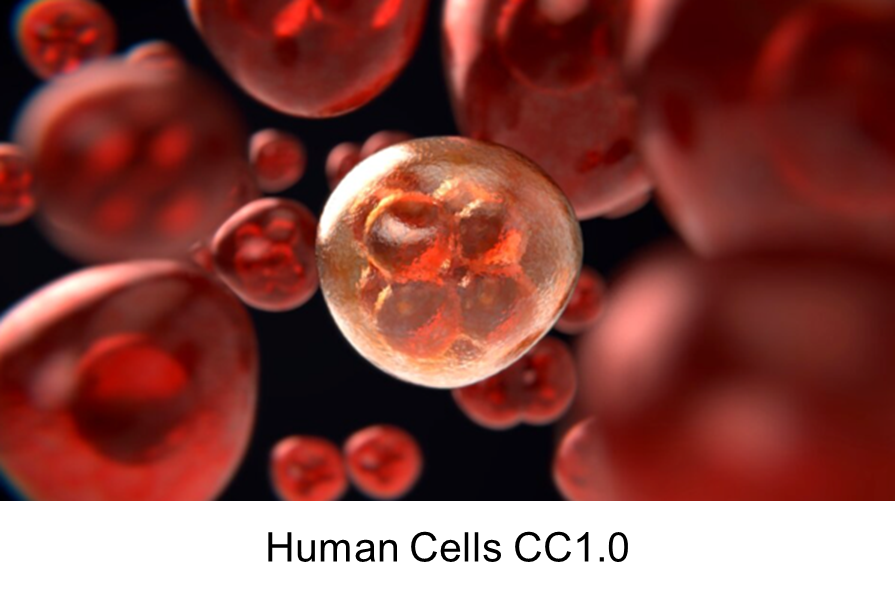 Human Cells